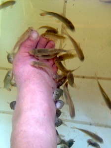 Not only thresher sharks at Malapascua — Doctor fish SPA: visit the Garra Rufa fish SPA at Kokay‘s Maldito Dive Resort...