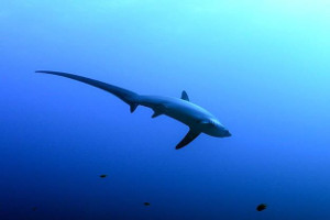 World's famous thresher shark diving in the clear blue waters of Malapascua Island, Philippines.