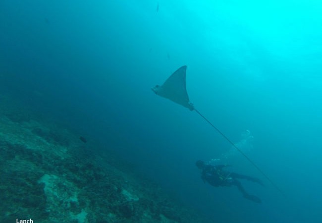 Diving with Manta Rays at Monad Shoal with Dive Society Philippines.