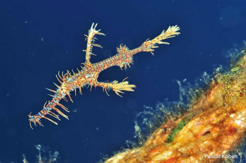 Spot this ghost pipefish at Tapilon Wreck.