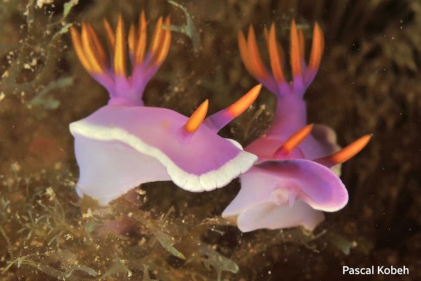 Nudibranches, you can never get enough of them.