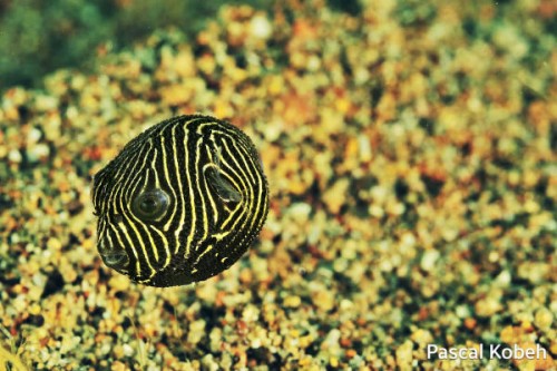 Quillano underwater species