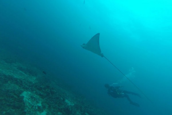 Diving with Manta Rays at Monad Shoal with Dive Society Philippines.