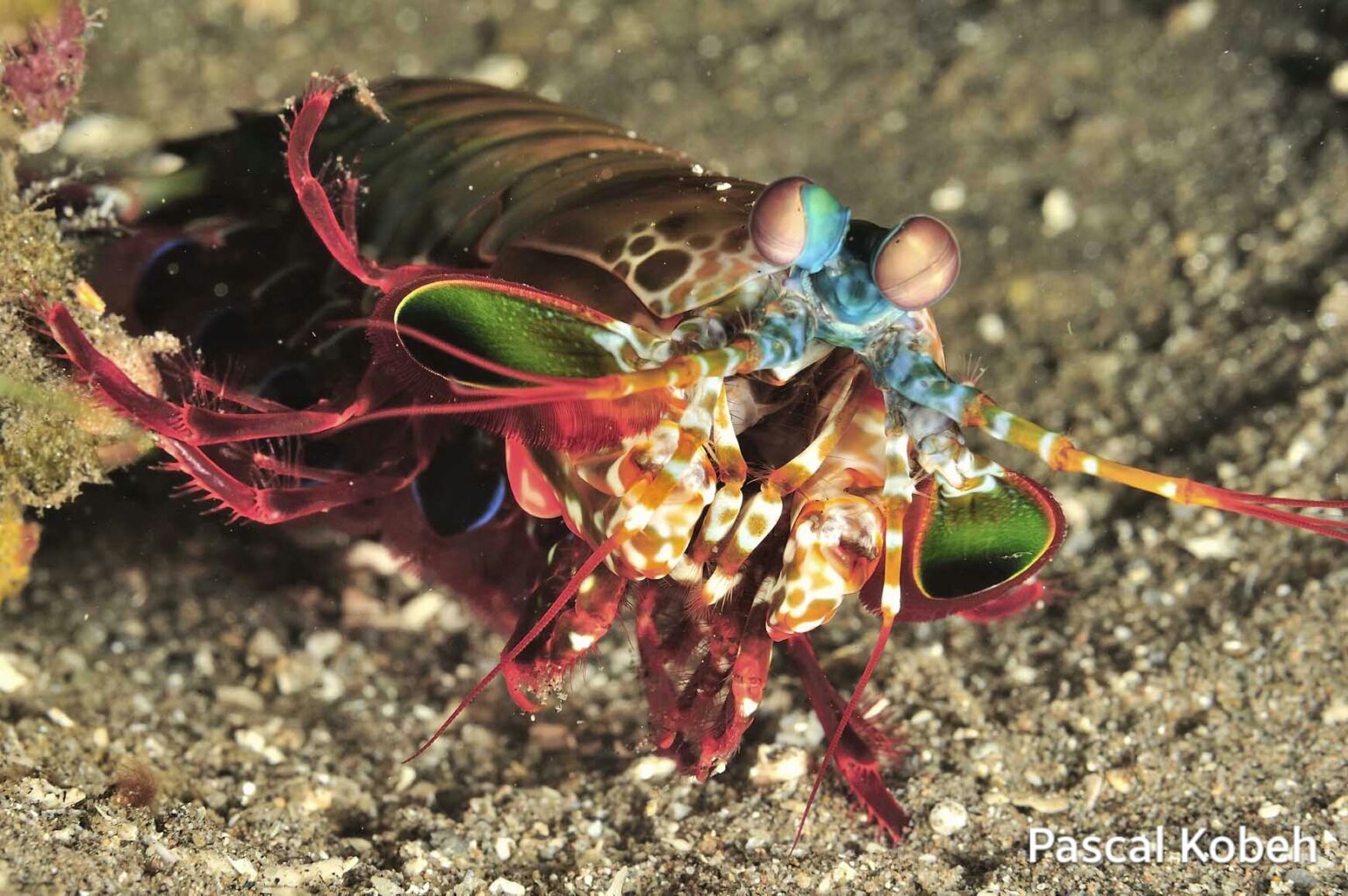 Welcome To Malapascua - Kokay's Diving Malapascua